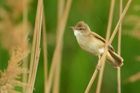 Rakosnik velky - Acrocephalus arundinaceus - Great Reed-Warbler 0332